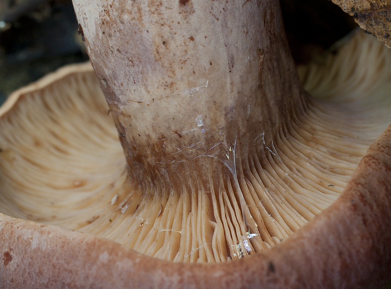 Lactarius rubrocinctus